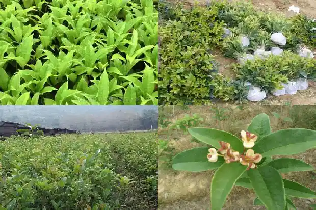 桂花的树干有什么作用1682215570695