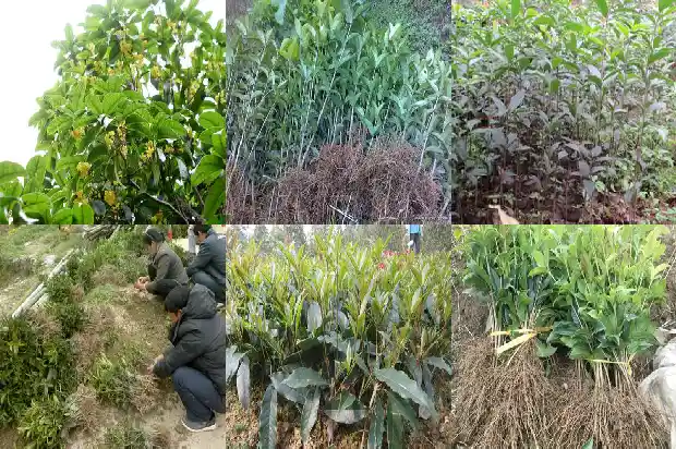 桂花树可以用来干什么1682215648898