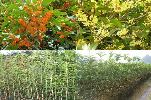 桂花树枝有什么用1682215733554