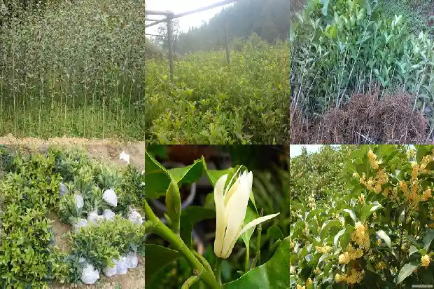 桂花树干是什么样的1682215910748