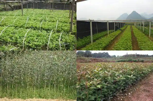 桂花树干是什么样的1682215910843
