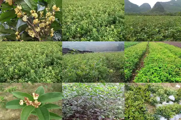 十年的桂花树砍了犯法吗1690072224587
