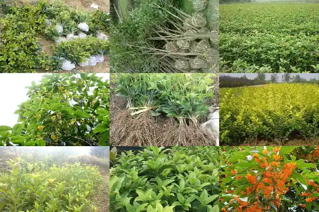 桂花树的叶子有什么特点1682215985900