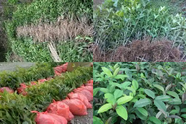 桂花树的叶子有什么特点1682215985947