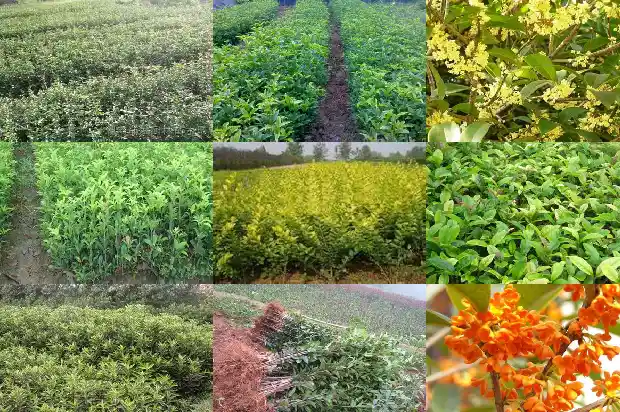 桂花树桩可以嫁接什么1690417978598