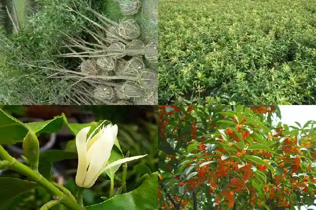 求购15公分桂花树多少钱一棵呢1682554126667
