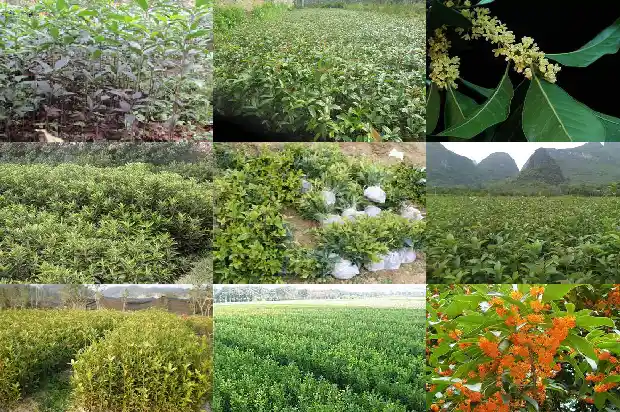 求购15公分桂花树多少钱一棵呢1682554126676