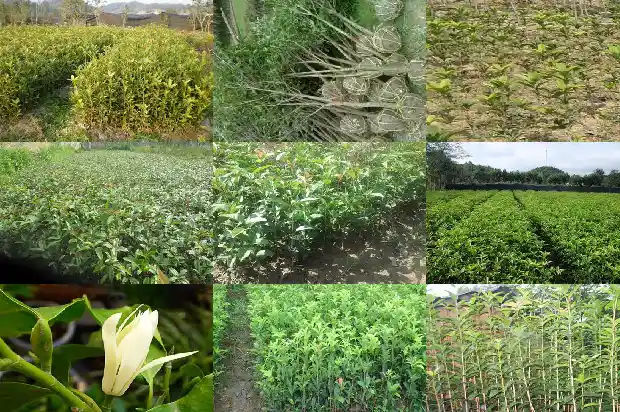 求购15公分桂花树多少钱一棵呢1682554126685