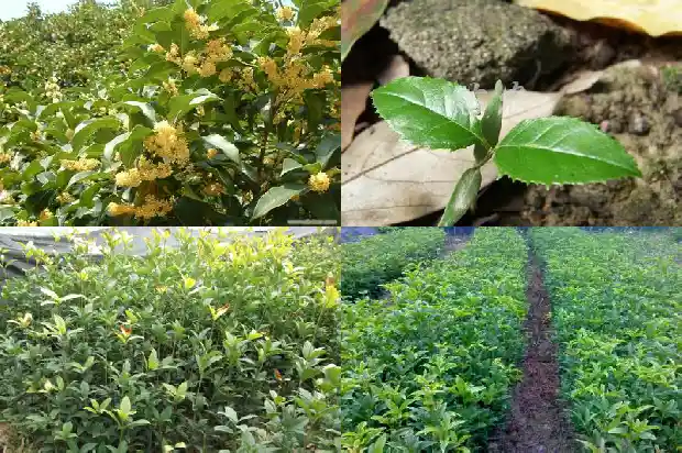 50年的桂花树多粗啊1682554567285