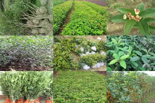 一棵桂花树的价钱是多少钱呀1689838358367