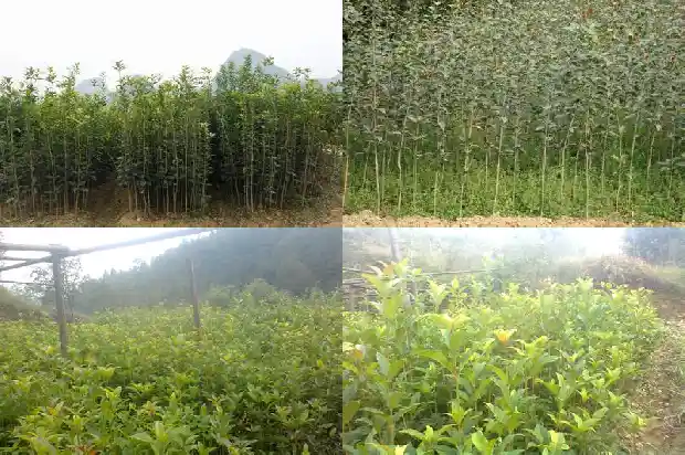 桂花树可以活多少年1682554874919