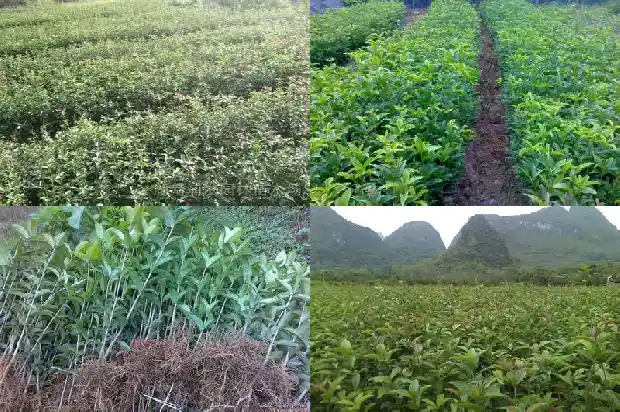 桂花树寓意什么意思啊1690676888168