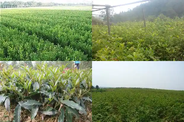百年桂花树市场价格多少钱一斤1682555179831