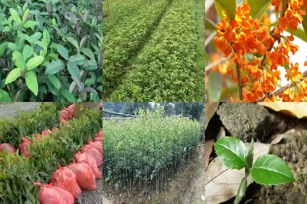 价值几十万的桂花树有哪些1682555327677