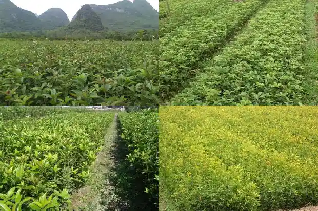 桂花树冠多大可以摘下来1682555528177