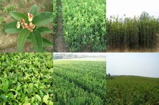 桂花树冠多大开花啊1682555691711