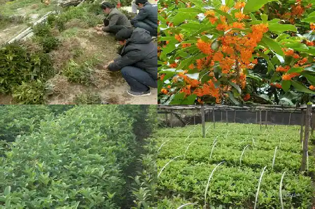 桂花树冠多大开花啊1682555691759