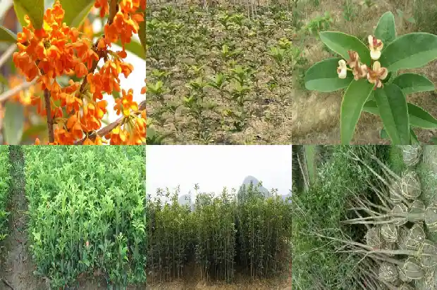 桂花树冠多大开花啊1682555691807