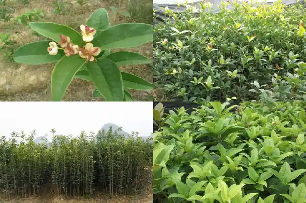 桂花树冠多大开花啊1682555691854