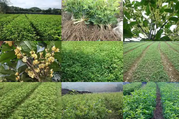 桂花树一年发几次芽1682555999919