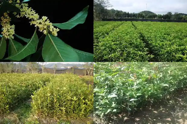 桂花的性质与功效1689208488491