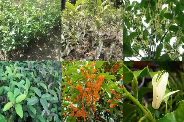 年前栽种的桂花树什么时间能发芽1682556156762