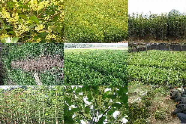 桂花树的高度是多少米1682556297331