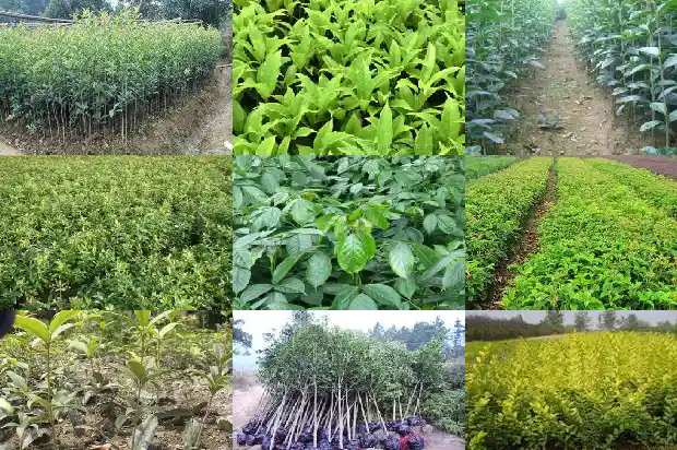 桂花树的高度是多少米1682556297379