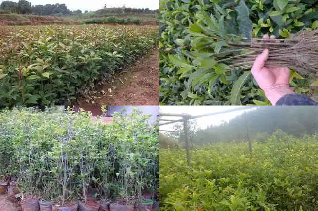 桂花树的高度是多少米1682556297426
