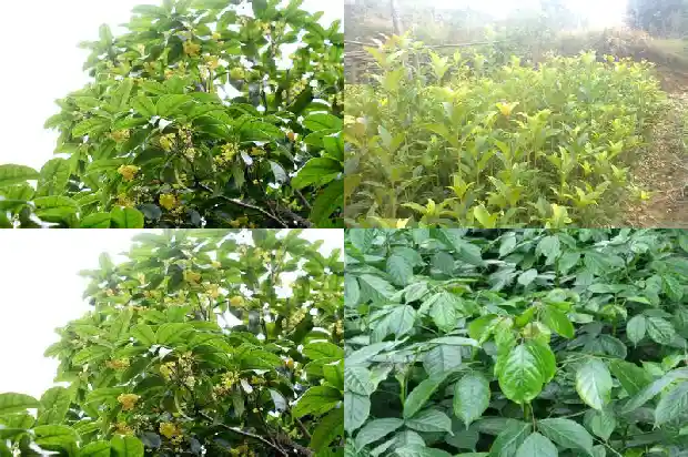 桂花树的树杆粗细1682556437485