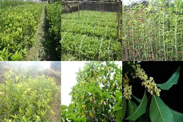 桂花树的树杆粗细1682556437628