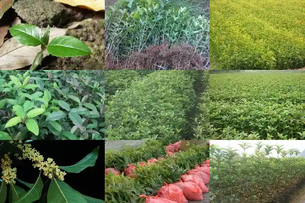 桂花树10公分长多久开花结果1682556582278