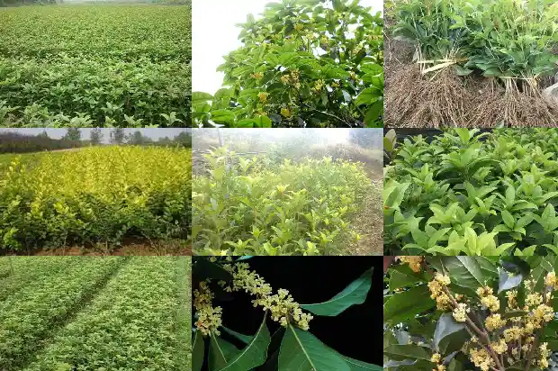 桂花树10公分长多久开花结果1682556582326