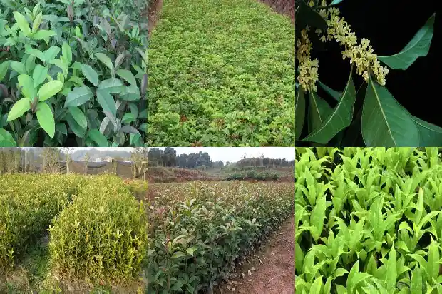 30年的金桂花值多少钱一克呢1682556714035