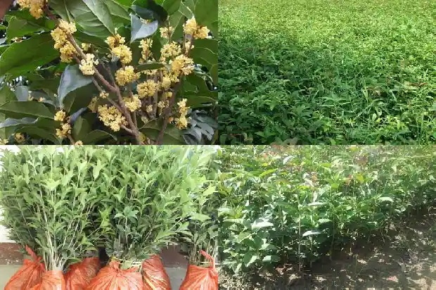 30年的金桂花值多少钱一克呢1682556714083