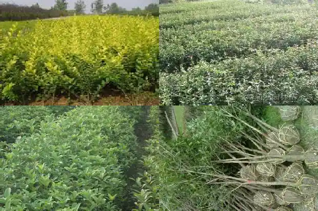 30年的金桂花树值多少钱一棵1682556842601