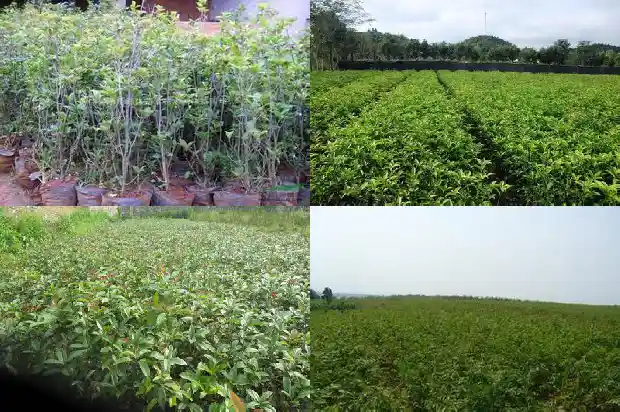 30年的金桂花树值多少钱一棵1682556842649