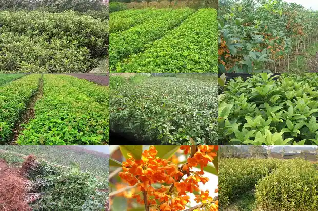 30年的金桂花树价格是多少钱一棵呀1682556997405