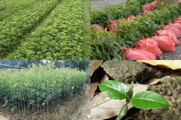 30年的金桂花树价格是多少钱一棵呀1682556997453