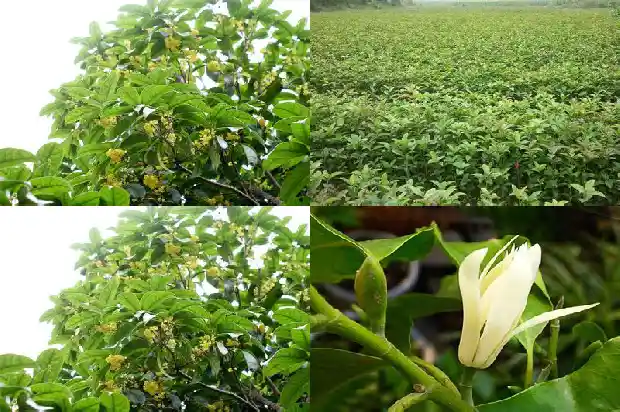 金桂花树市场价格多少钱一斤1682557111935