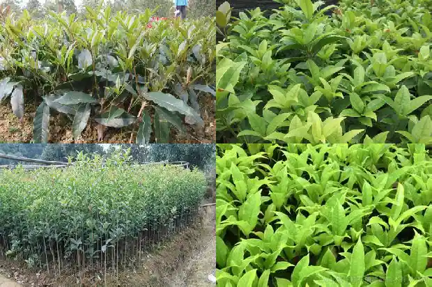 五十年的桂花树多少钱一棵呀1682557474101
