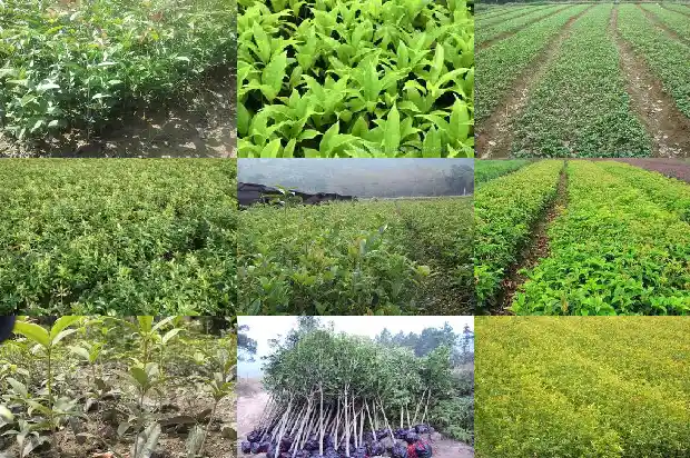 五十年的桂花树多少钱一棵呀1682557474197