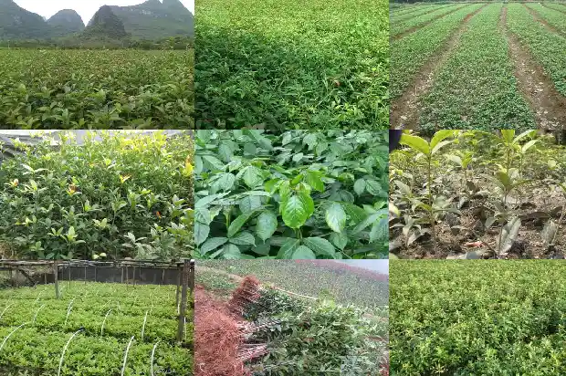 桂花树100年1682557647637