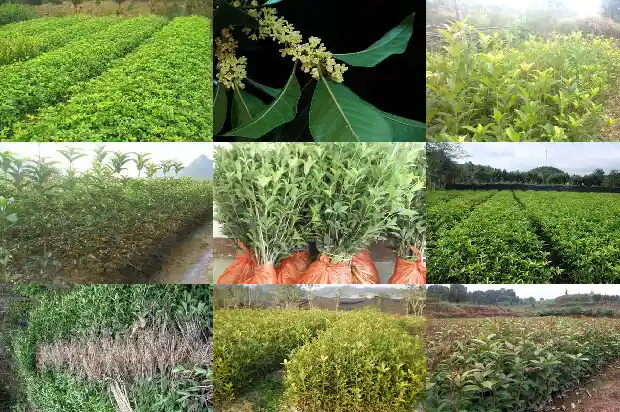 桂花茶的功效与禁忌症1689381167198
