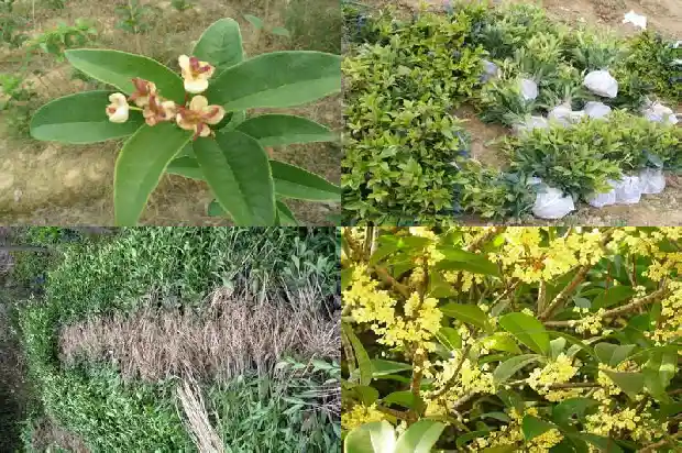 桂花树砍了还能活吗1682557857407