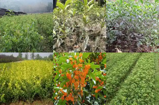 桂花树树冠能长多大1690072904605