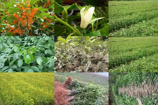 桂花树砍了还能活吗1682557857502