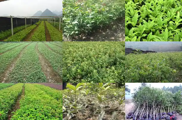 桂花树砍了还能活吗1682557857550