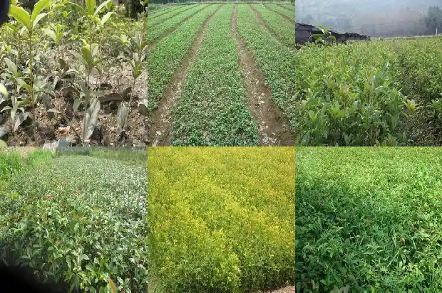 桂花树砍了皮能不能吃1682557946321