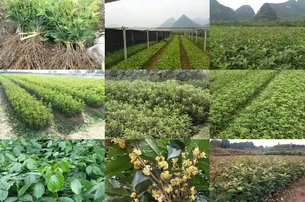 桂花8月开不开花怎么办1688948185454